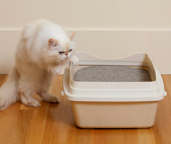 猫肾衰竭的症状和原因
